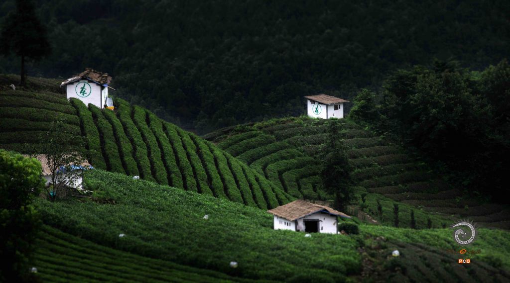 贵州茶有机茶