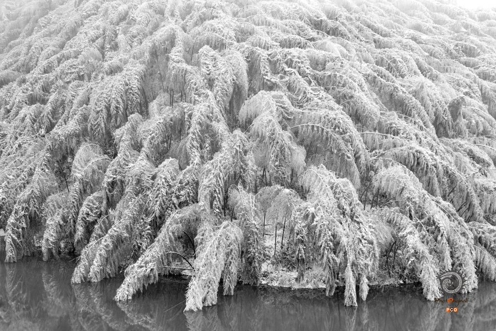 雪染翠竹