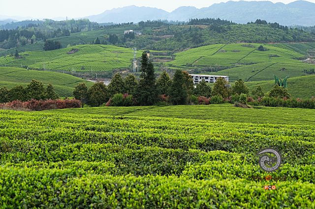 美丽的茶园