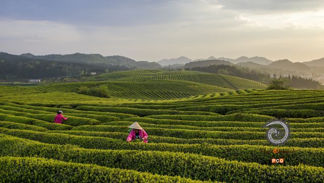 《茶海的早晨》