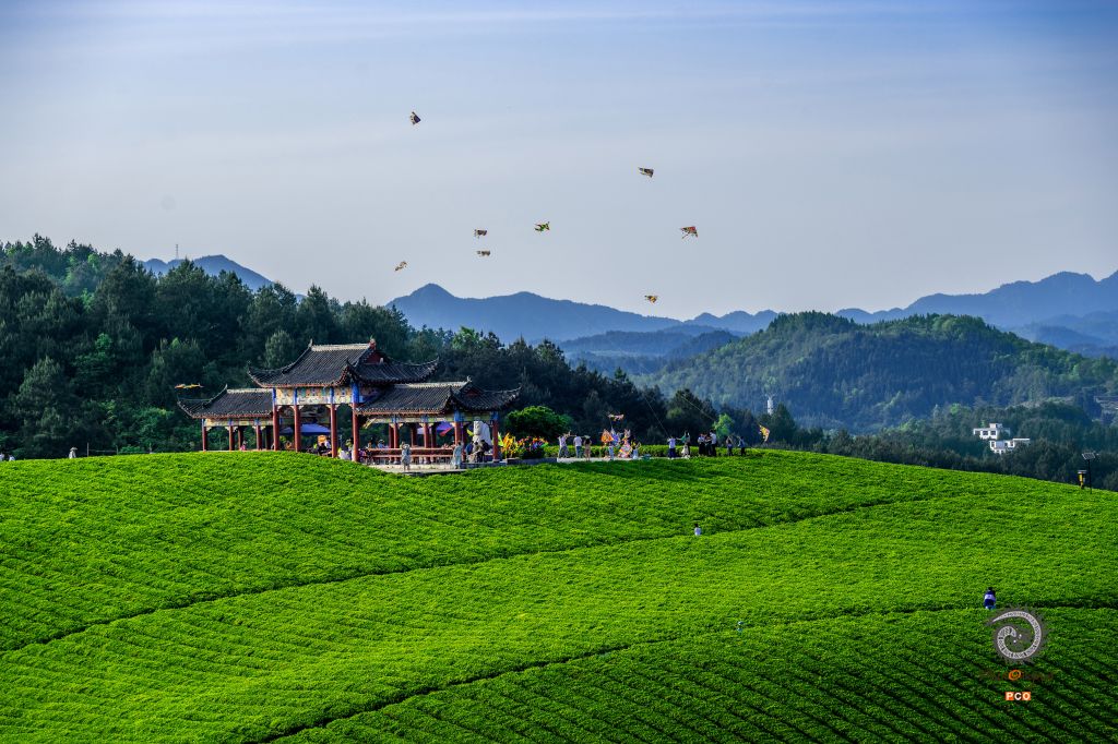 茶园插曲