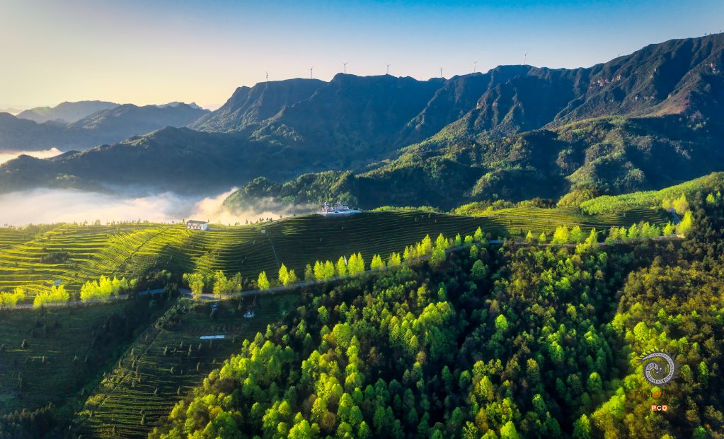 秀美茶山