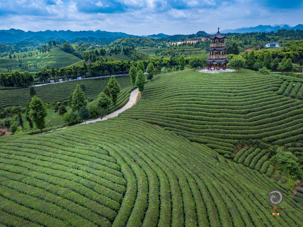 高山茶
