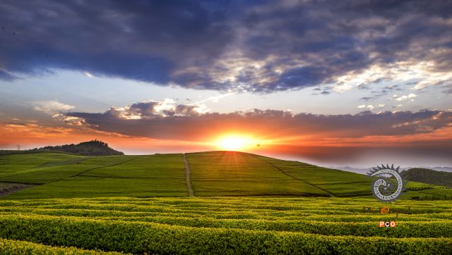 《茶海晨曦》