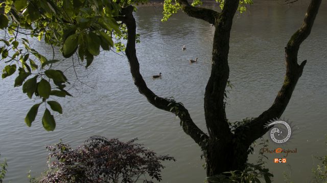 水中鸭