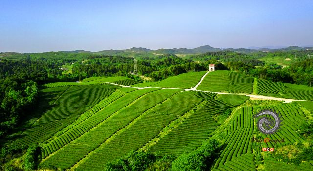 《生态茶园》