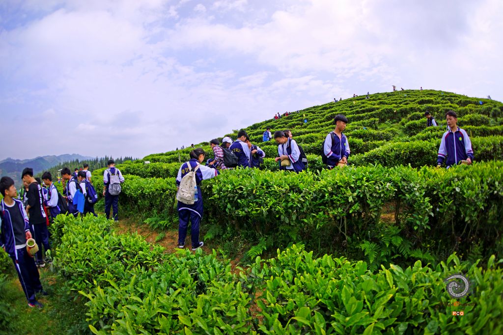 体验茶文化