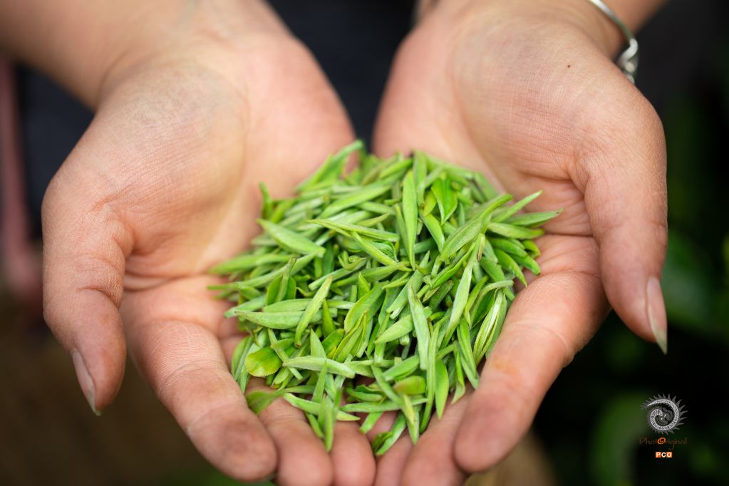 贵定春茶采摘忙