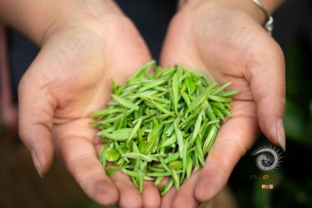 贵定春茶采摘忙