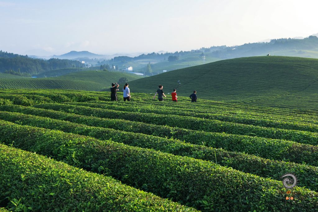 茶园的早晨
