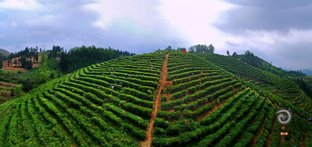 体验茶文化
