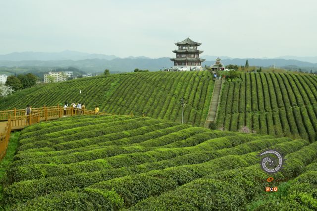 桂花台茶场风景如画