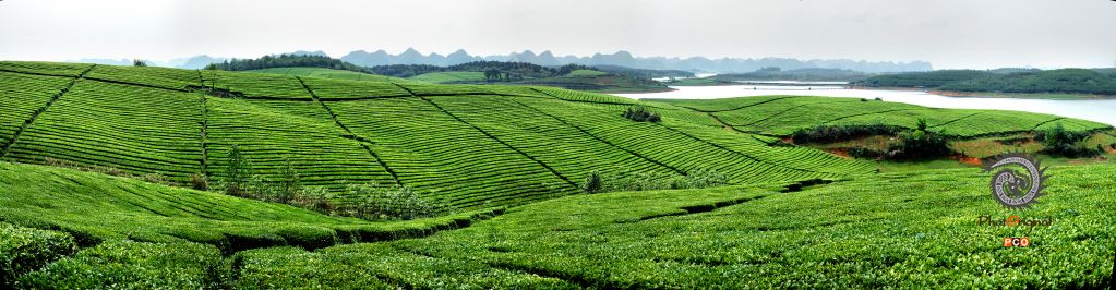 万亩茶园