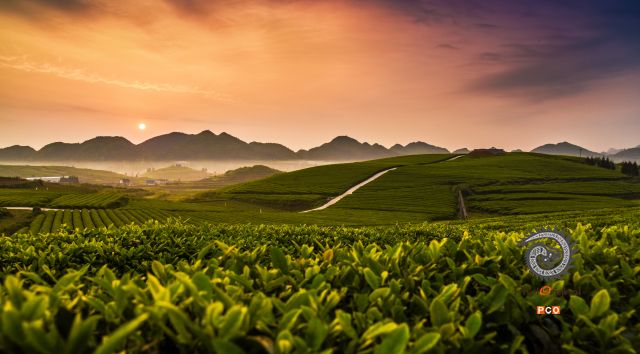 茶海神韵