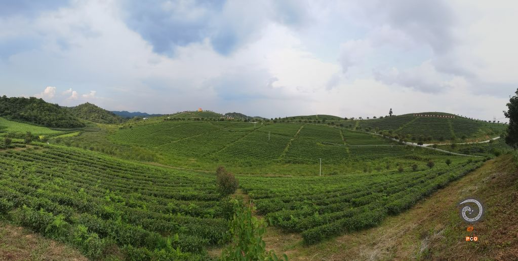 党旗飘飘下的欧标茶