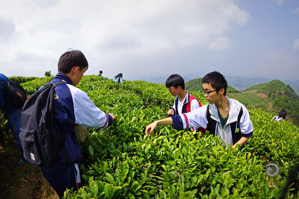 体验茶文化
