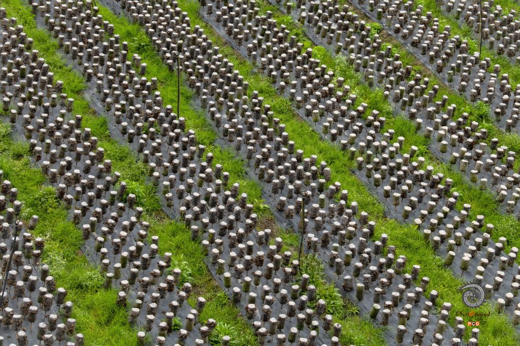 希望在田间