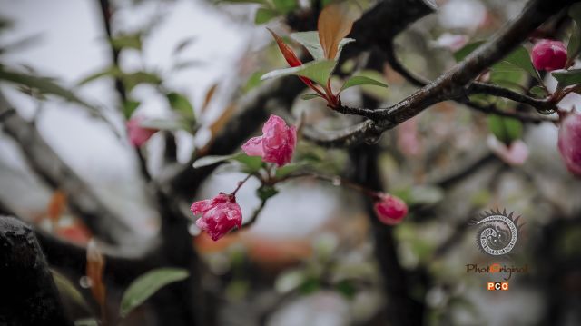 雨后花开