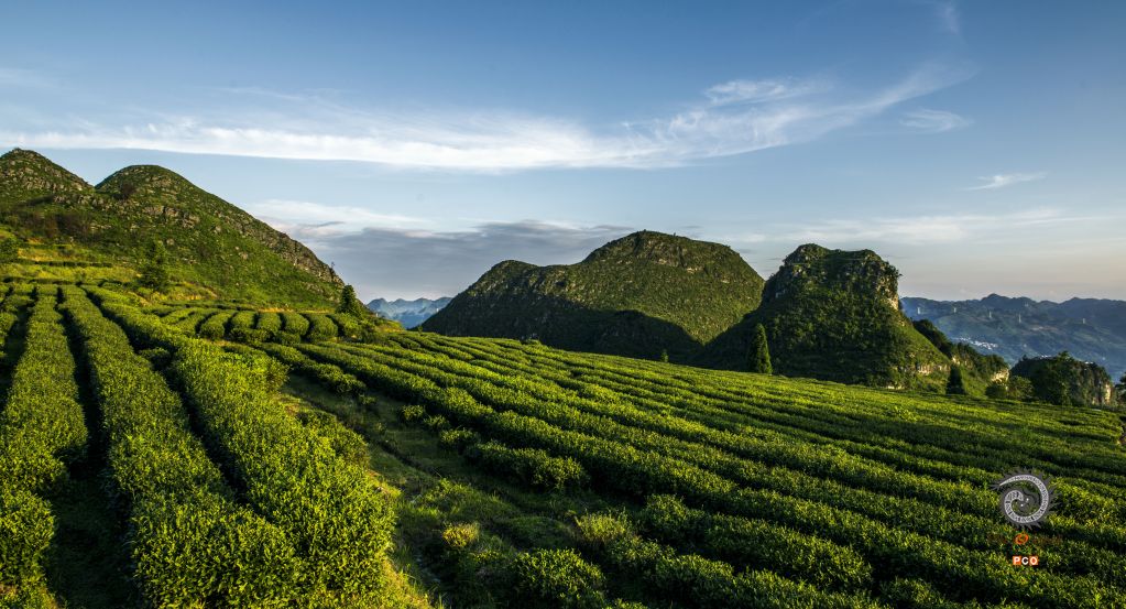 肖家大坡茶场风光