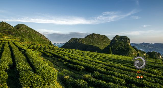 肖家大坡茶场风光