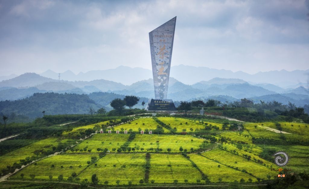 《茶王茶园》(老年组)