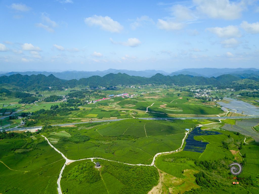 采春茶