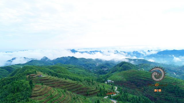 茶在山中  山在云中