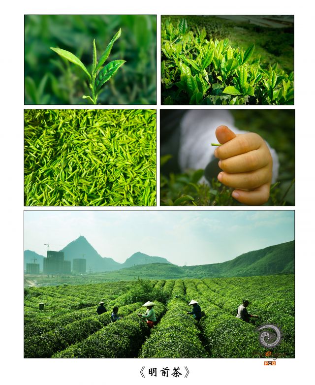 明前茶（青少年组）