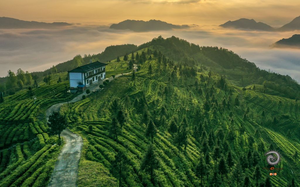 茶韵（非专业组）