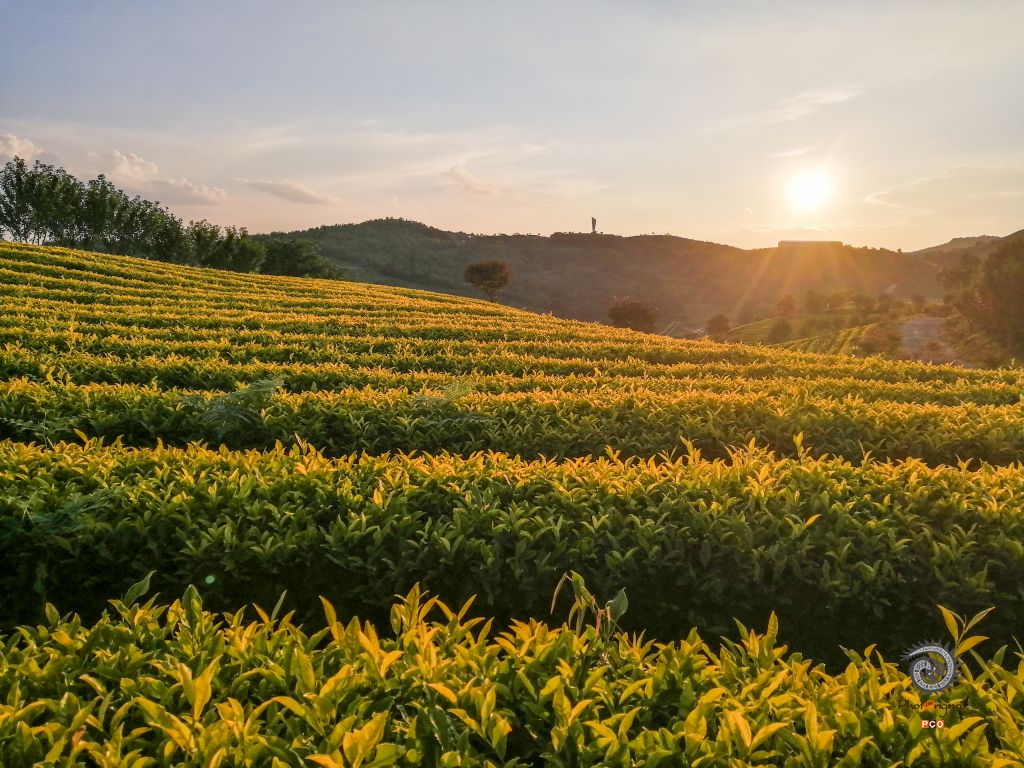 茶王黄金芽