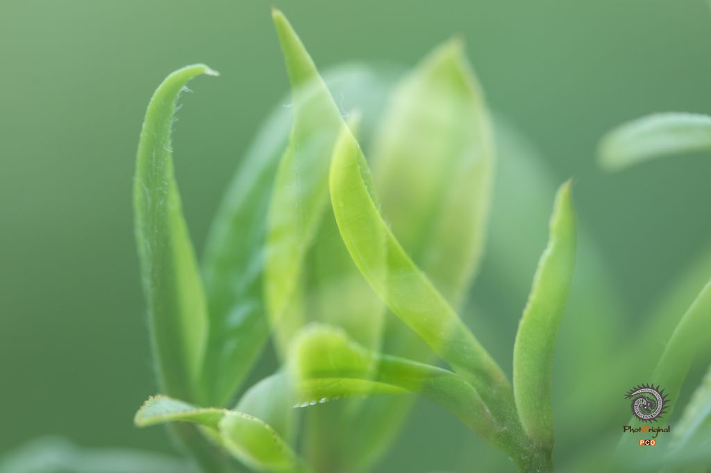 琼芽春韵
