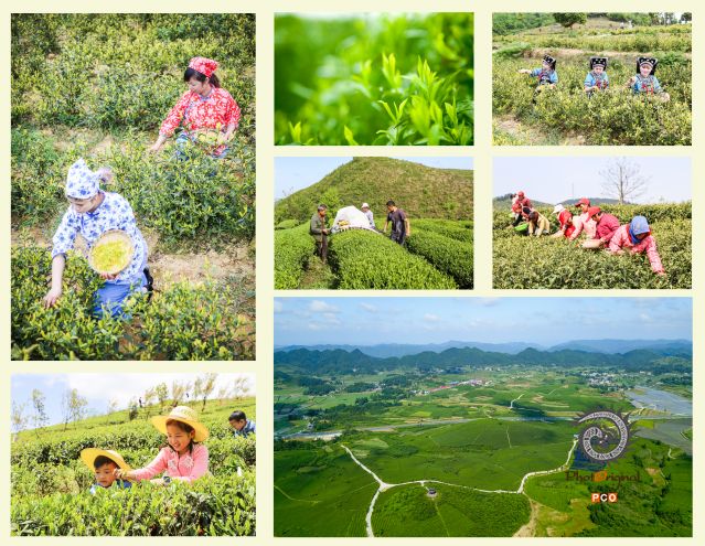 采春茶