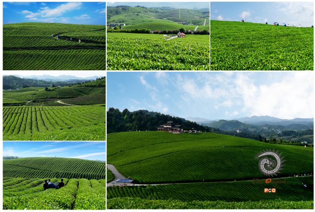 绿色茶园
