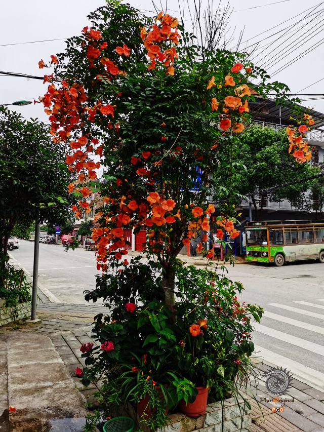 街花