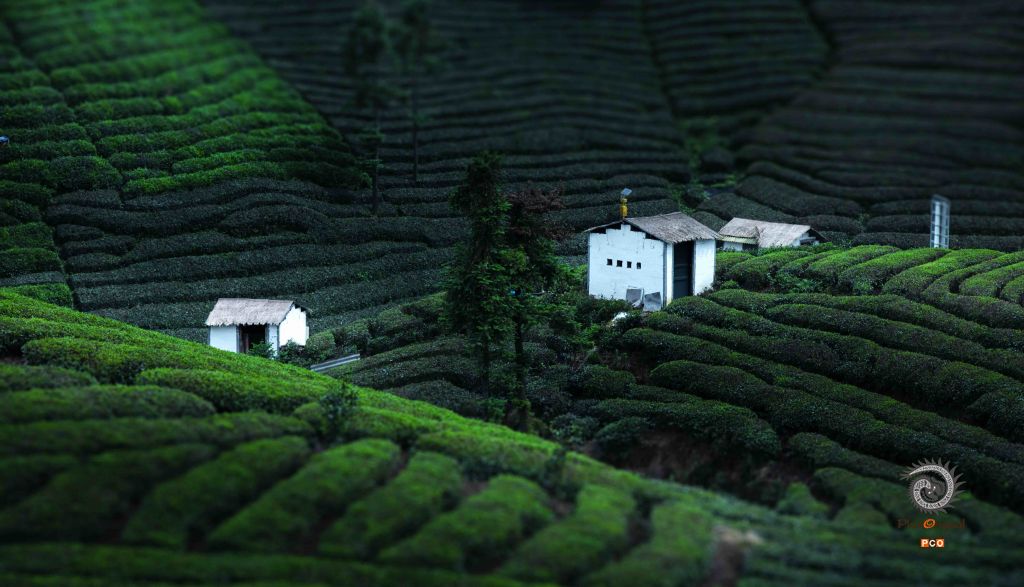 贵州茶有机茶