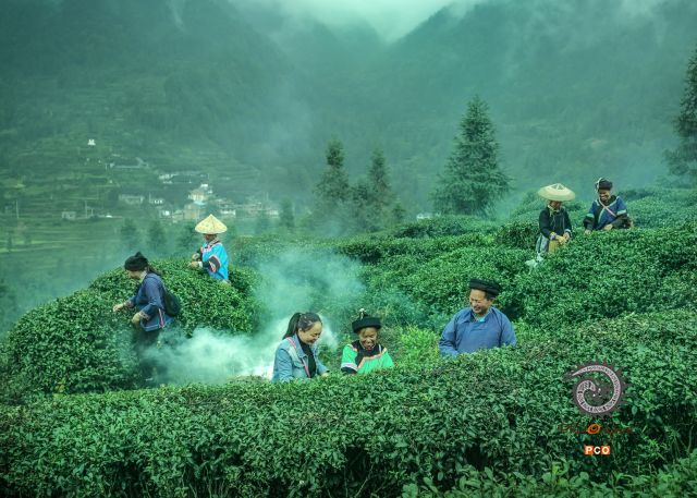 采茶（青少年组）