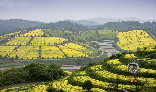 《金色茶园》