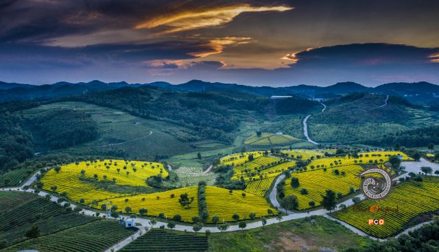 《夕照金色茶园》