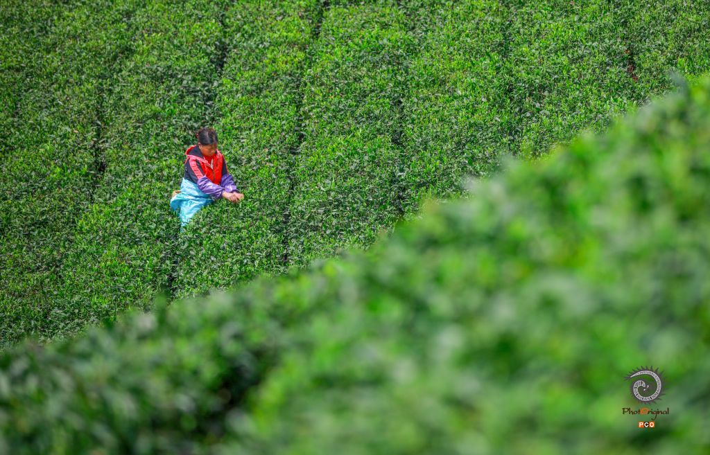贵定春茶采摘忙