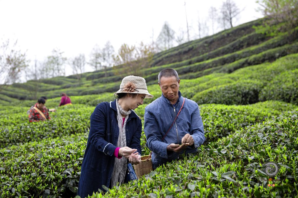 《复工复产 茶香贵州》