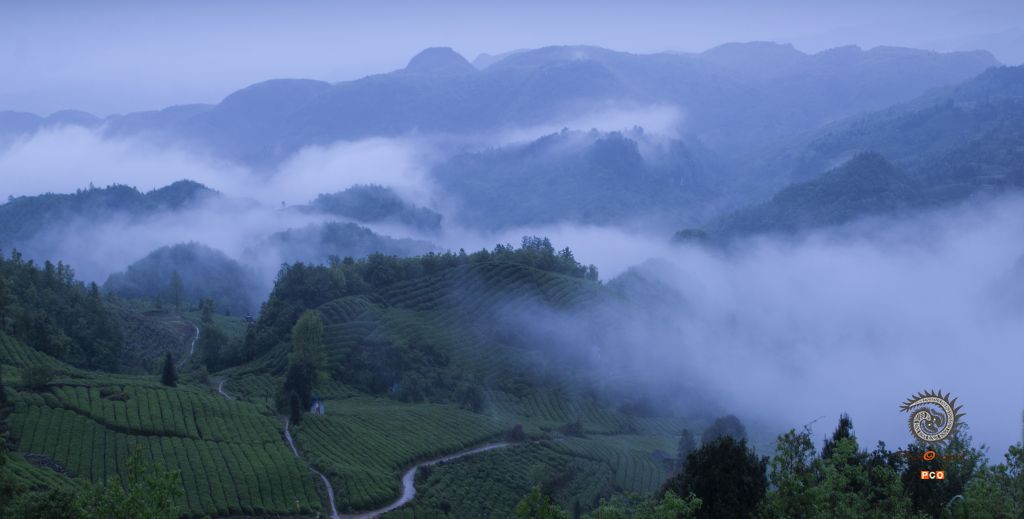 茶山之晨