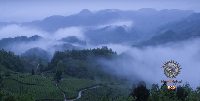 茶山之晨