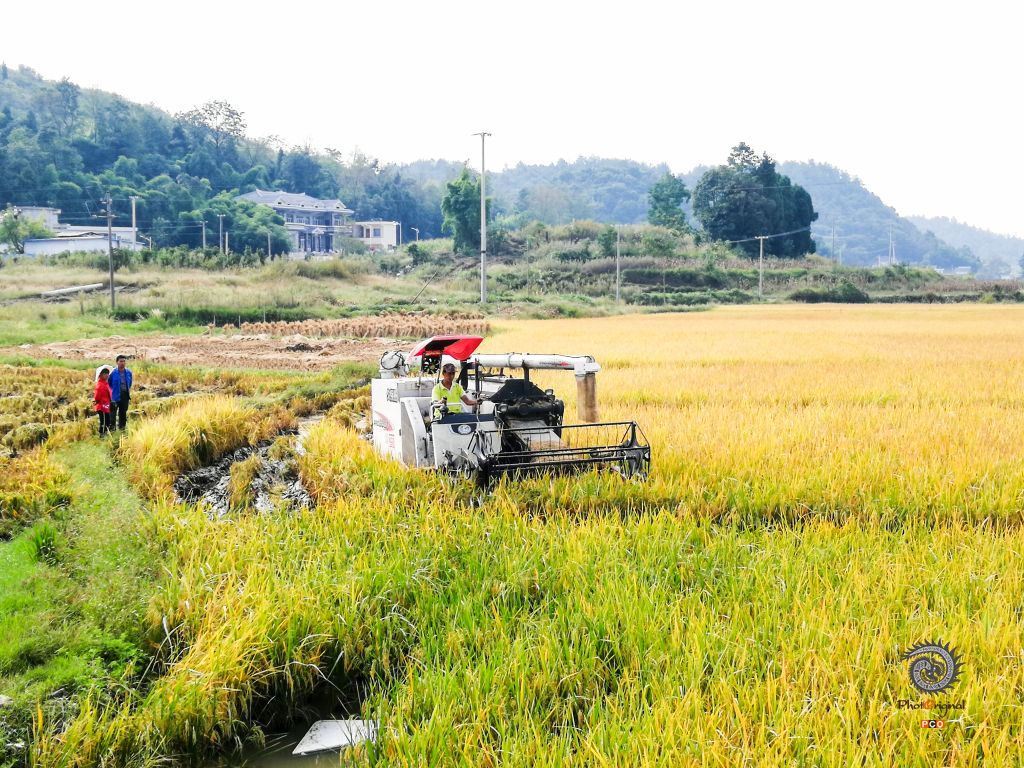 收割