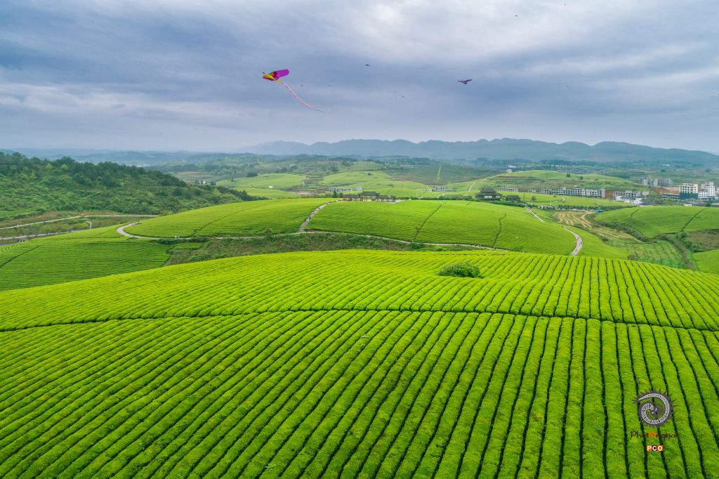 《松桃苗王茶园》