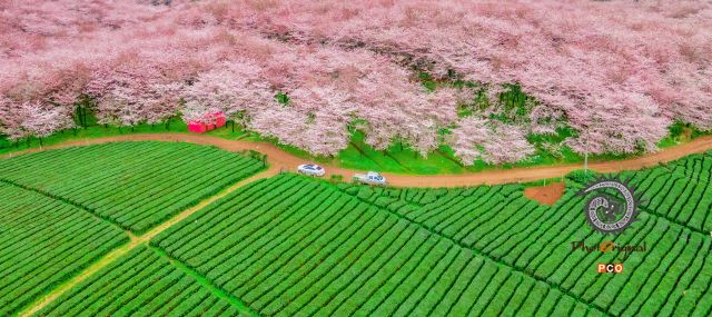 平坝樱花