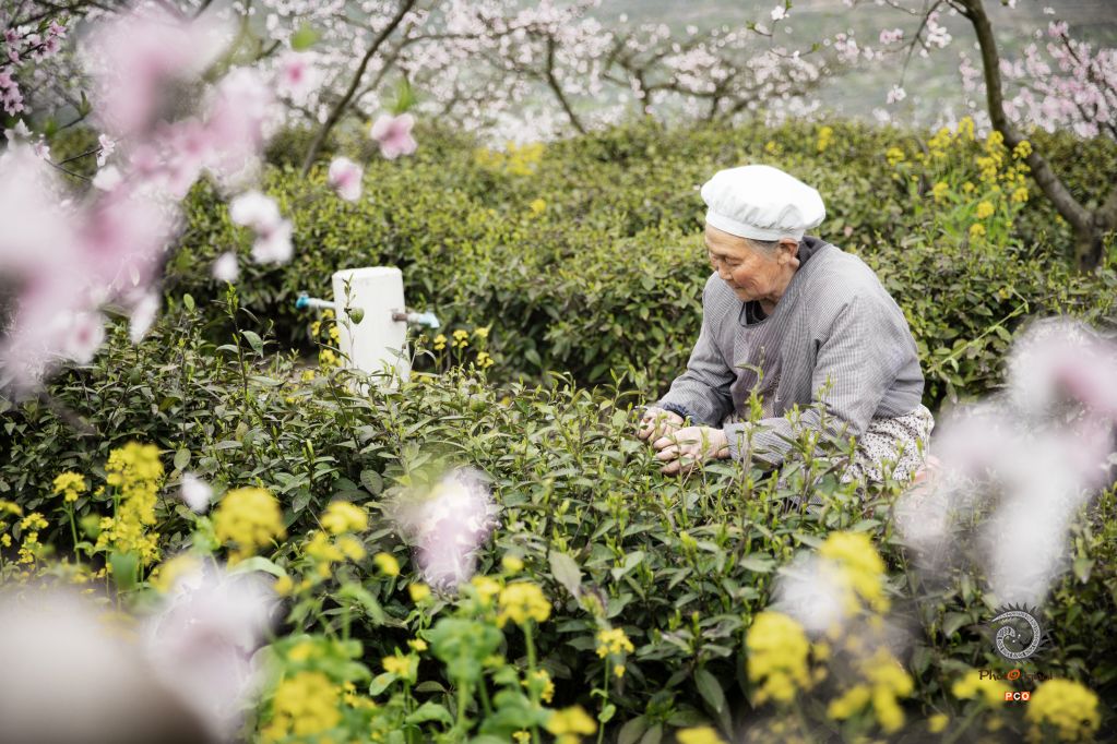 山花烂漫春茶香