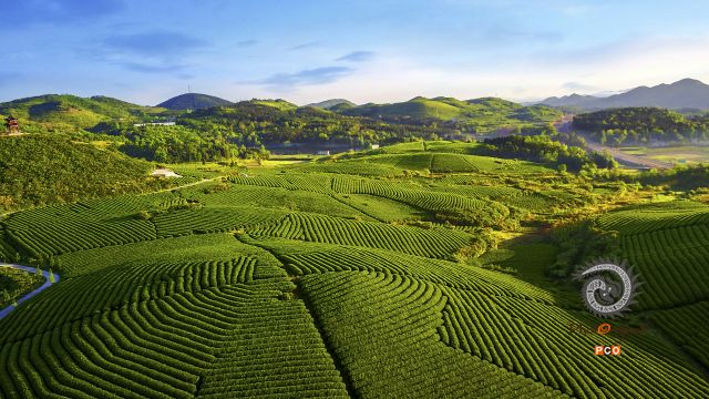 《绿色茶海》