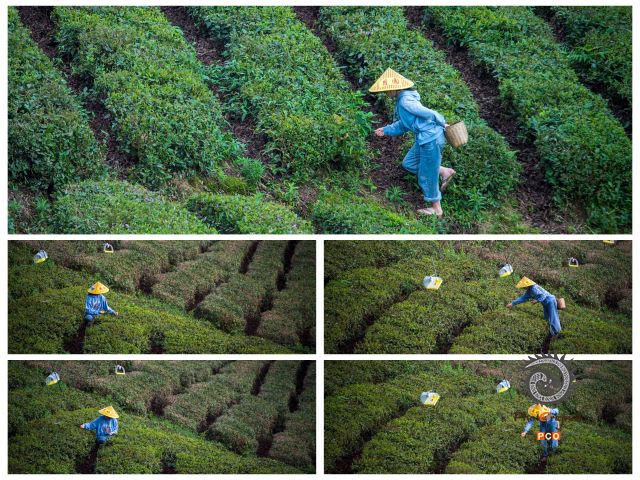 采茶舞