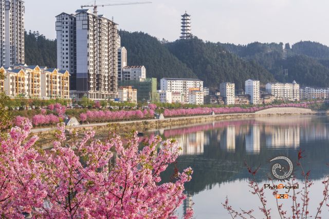 半城山水半城樱