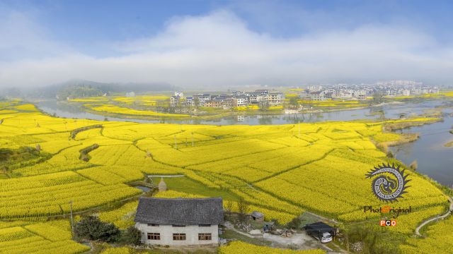 金色大地